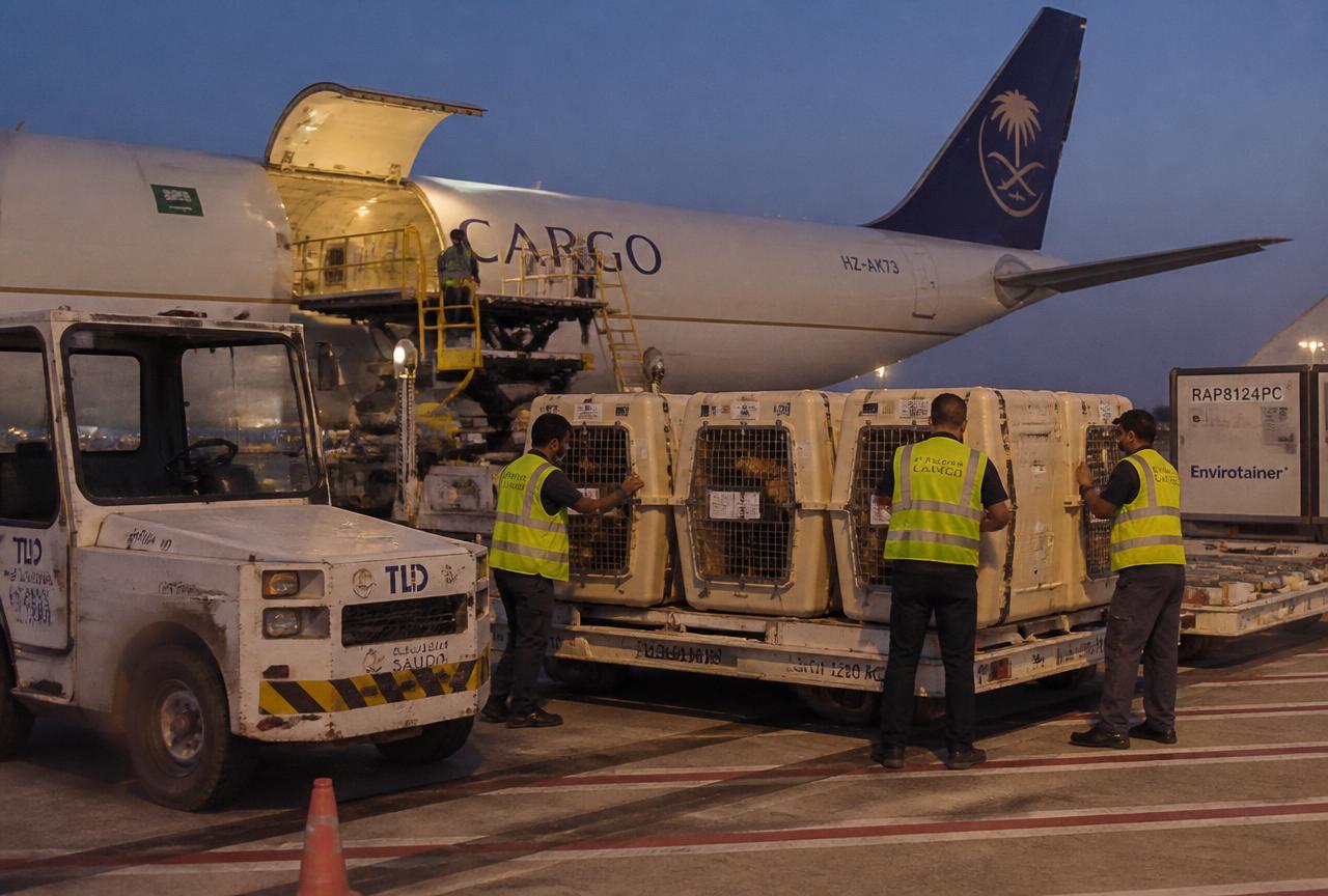 Casse per animali in area cargo aeroportuale, contesto delle operazioni doganali internazionali